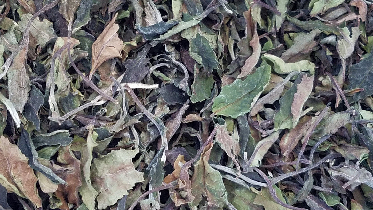 Three Treasures White Tea: Sun-Dried (big leaf) - Aged 7 Years!