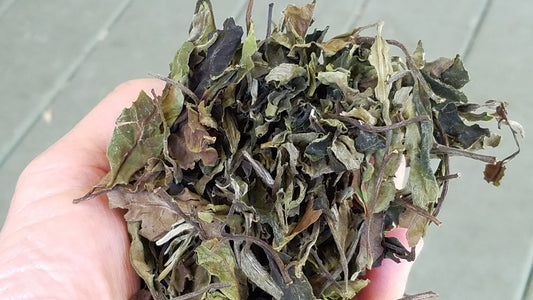 Three Treasures White Tea: Sun-Dried (big leaf) - Aged 7 Years!