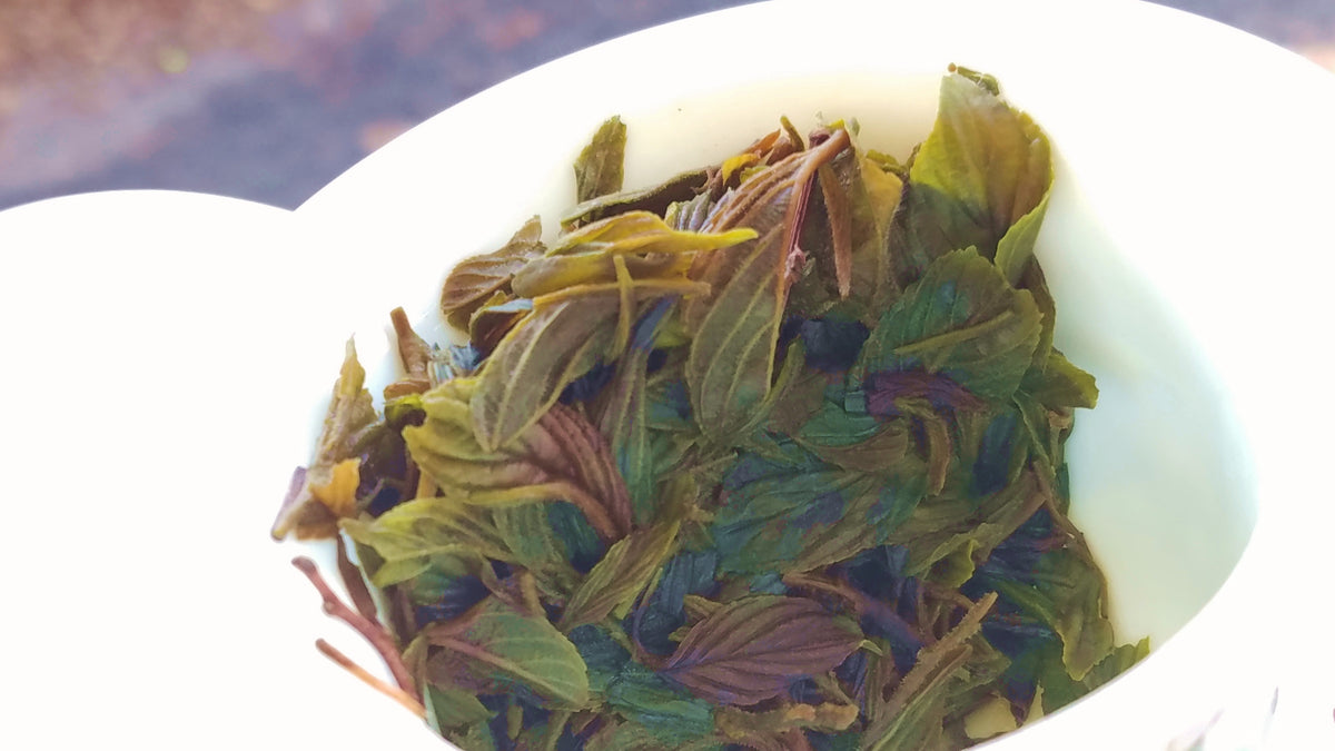WILD JUJUBE LEAF