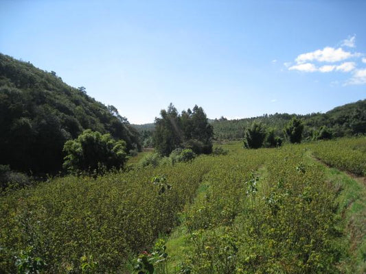 Wild Harvested Rose Buds - Red